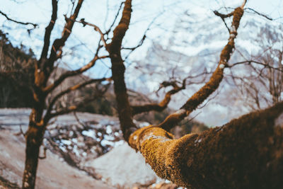 Close-up of snow on tree trunk