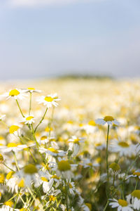 Close-up of yellow flowering plants on field