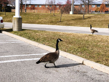 View of birds on road