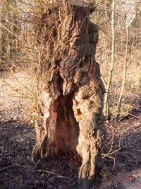 Tree trunk on field in forest