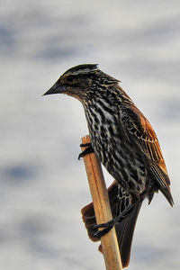 Close-up of bird perching on wooden post against sky