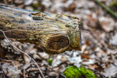 Close-up wood