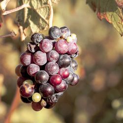 Close-up of grapes