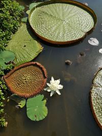 High angle view of lotus water lily in lake