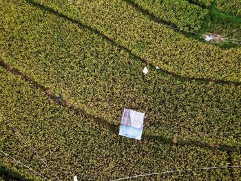 Aerial panorama of agrarian rice fields landscape like a terraced rice fields ubud bali indonesia