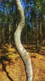 Scenic view of forest