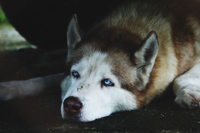 Close-up of dog lying down