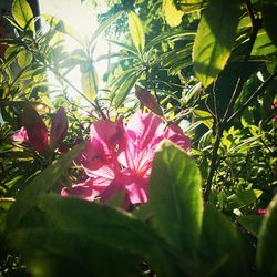 Close-up of pink flowers