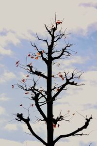 Low angle view of bare tree against sky