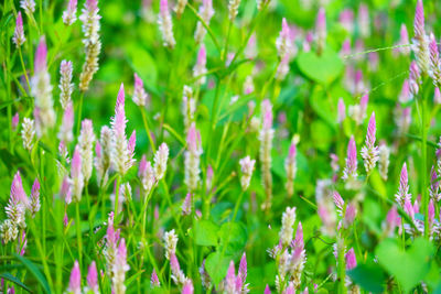 Close-up of purple flowering plants on field