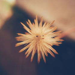 Close-up of flowers against blurred background