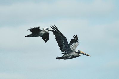 Low angle view of birds flying against sky