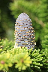 Close-up of pine cone