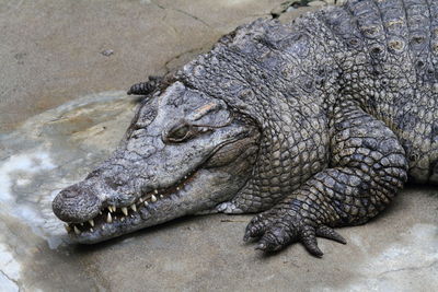 Close up crocodile head . safari park cisarua indonesia