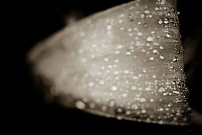 Close-up of water drops on black background