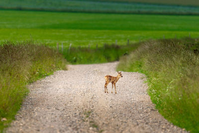 View of fawn on country dirt road