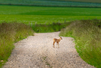 View of cat on road