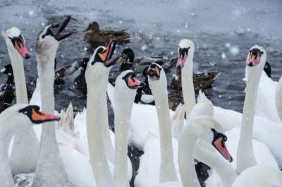 High angle view of swans on lake