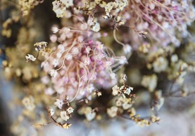 Close-up of cherry blossom on tree