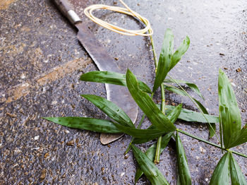 High angle view of wet plant