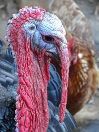 Close-up of a bird