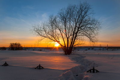 Bare tree on snow covered landscape during sunset