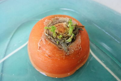 High angle view of tomatoes in plate on table