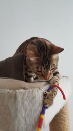 Close-up of horse relaxing on floor