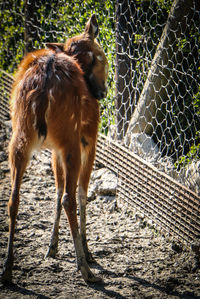 View of a dog looking away