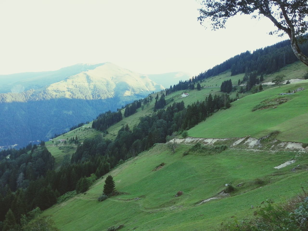 Mountain,natural,sceen,green,nature