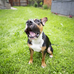 Dog looking away on grass