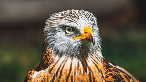 Close-up of eagle against blurred background