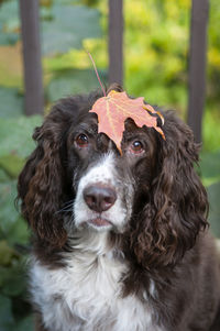 Close-up portrait of black dog