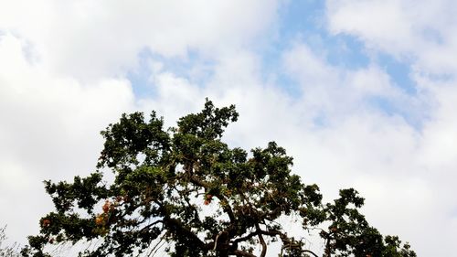 Low angle view of trees