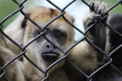 Close-up portrait of a dog