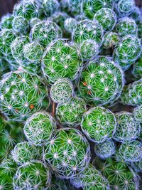 Full frame shot of cacti