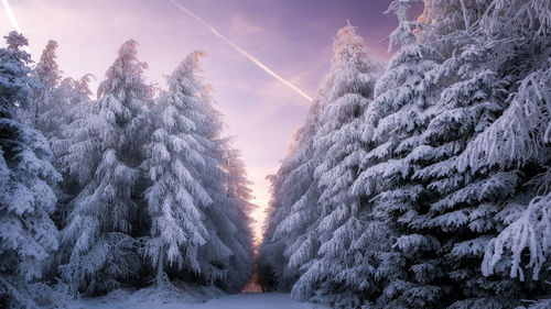 Snow covered trees against sky