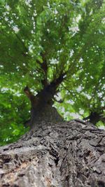 Low angle view of tree in forest