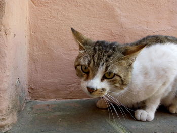 Close-up of cat looking away against wall