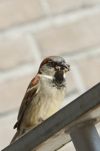 Close-up of bird perching on railing