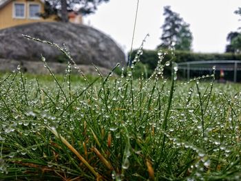 Close-up of plant growing on field