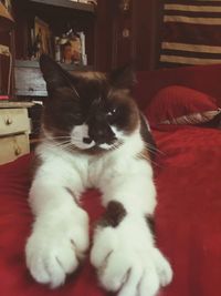 Cat sleeping on sofa