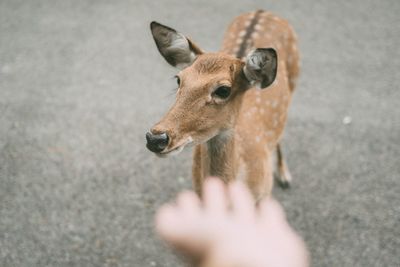Cropped hand gesturing towards deer on land
