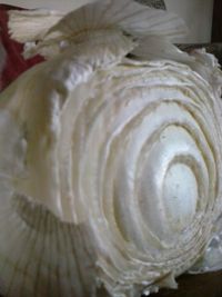 Close-up of food on table