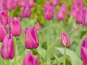 Close-up of pink flowering plants