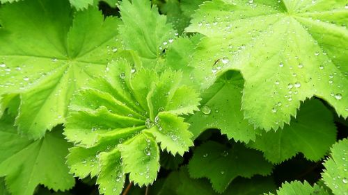 Close-up of wet plant leaves during rainy season