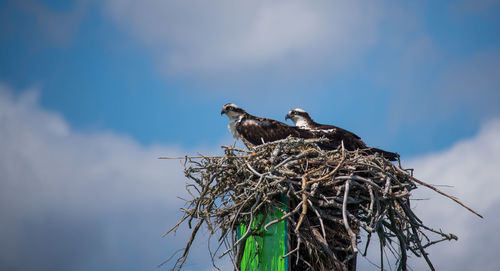 Low angle view of birds perching on nest