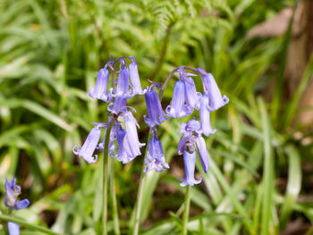 Close-up of purple flowering plant on field