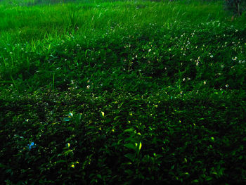 Full frame shot of grass on field