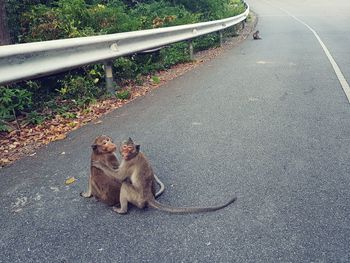 High angle view of cat sitting on road
